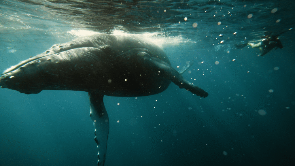 Ballena jorobada